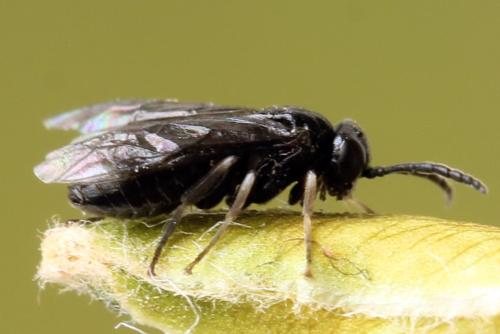 Caliroa annulipes