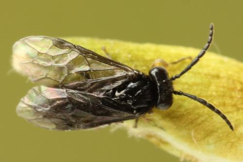 Caliroa annulipes