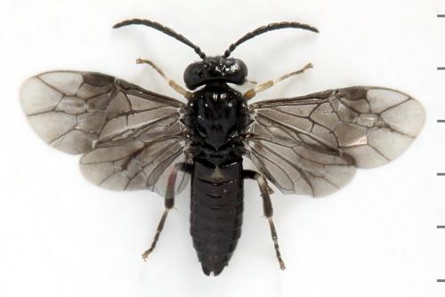 Caliroa annulipes