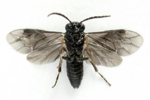 Caliroa annulipes