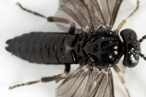Caliroa annulipes
