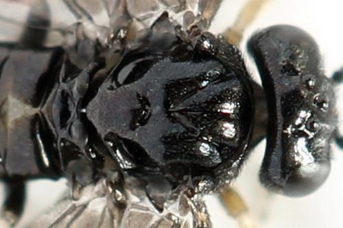Caliroa annulipes