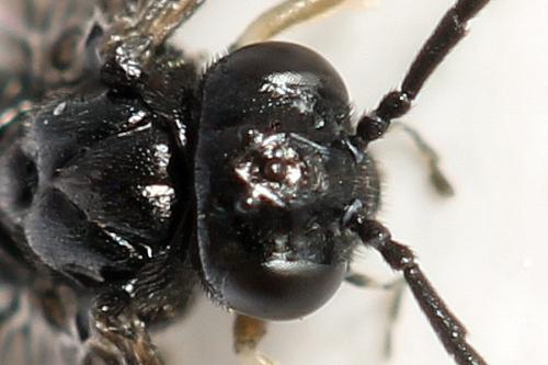 Caliroa annulipes