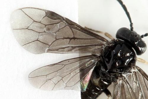 Caliroa annulipes