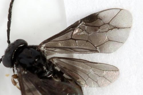 Caliroa annulipes