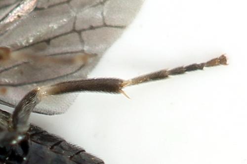 Caliroa annulipes