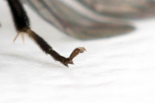 Caliroa annulipes