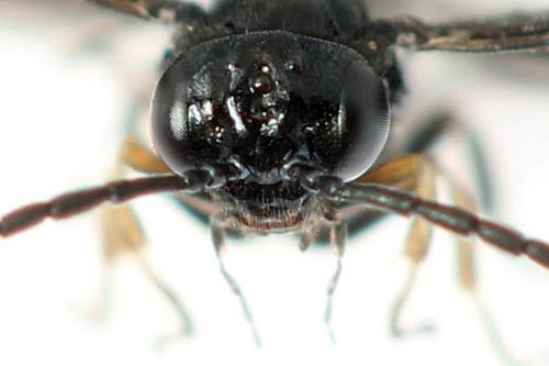 Caliroa annulipes