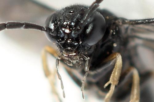 Caliroa annulipes