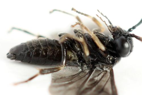 Caliroa annulipes