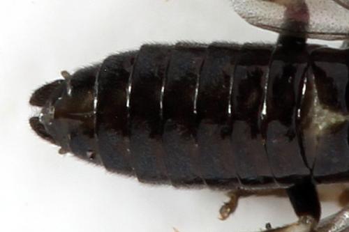 Caliroa annulipes