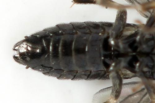 Caliroa annulipes