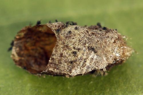 Priophorus grandis