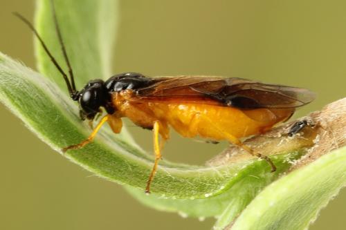 Priophorus grandis