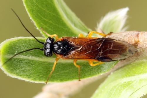 Réf. 320 479 : Priophorus grandis