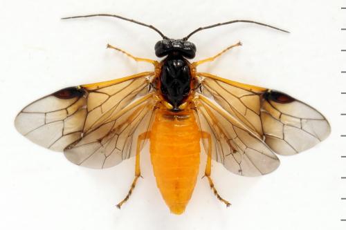 Priophorus grandis