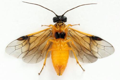 Priophorus grandis