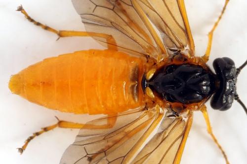 Priophorus grandis