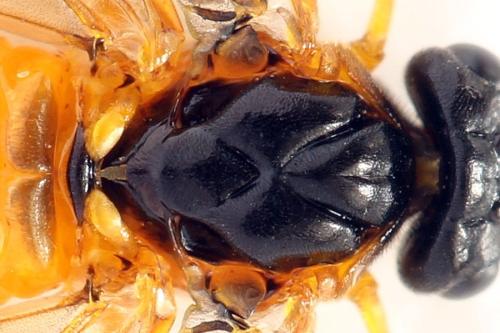 Priophorus grandis