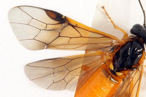 Priophorus grandis