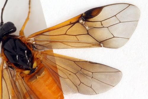 Priophorus grandis