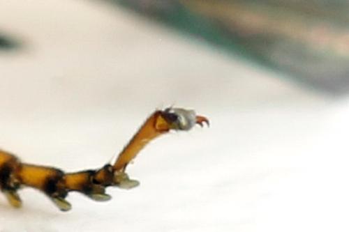 Priophorus grandis