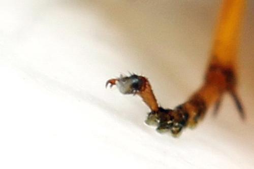 Priophorus grandis