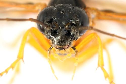 Priophorus grandis