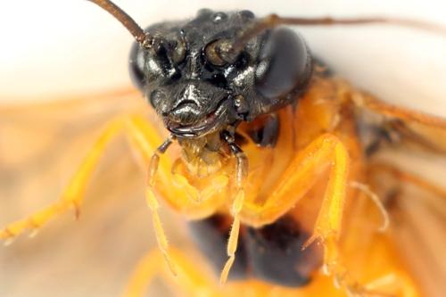 Priophorus grandis