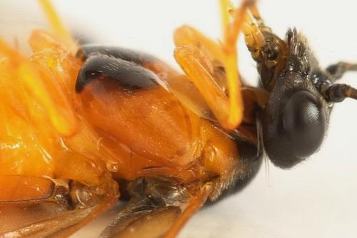 Priophorus grandis