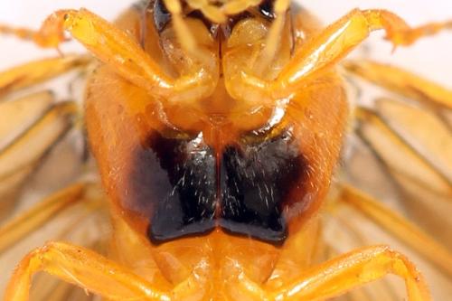 Réf. 320 493 : Priophorus grandis