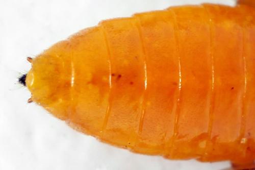 Priophorus grandis