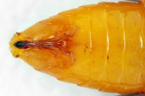 Priophorus grandis