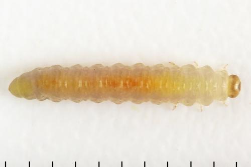 Euura saliciscinereae