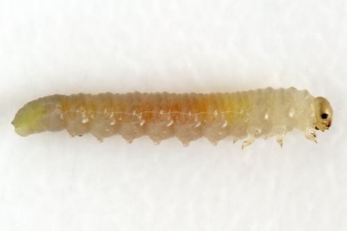 Euura saliciscinereae