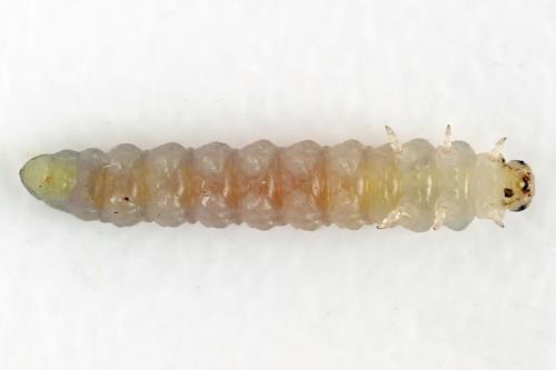 Euura saliciscinereae