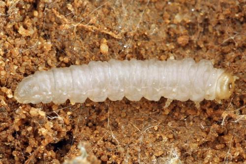 Euura saliciscinereae