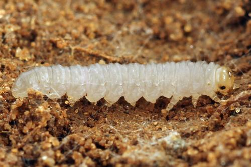 Euura saliciscinereae