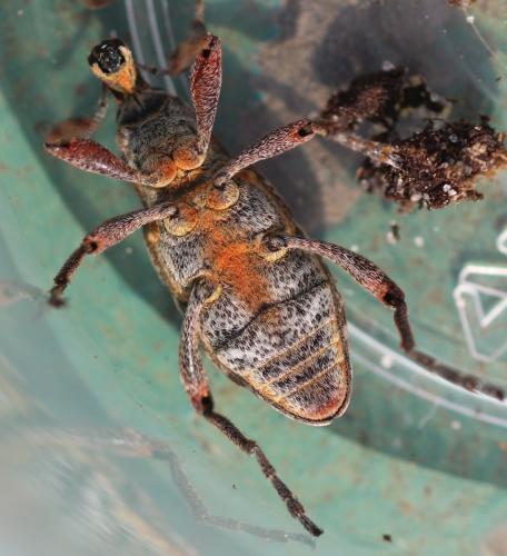 Coniocleonus nebulosus
