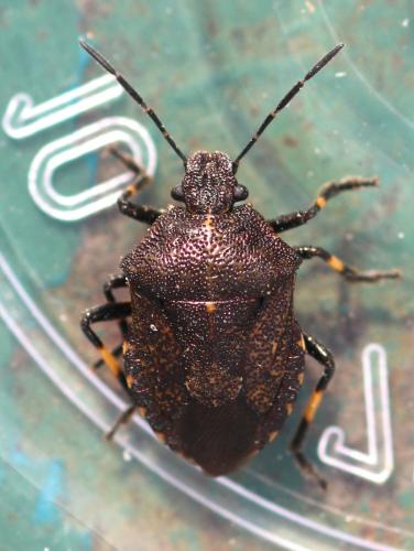 Rhacognathus punctatus