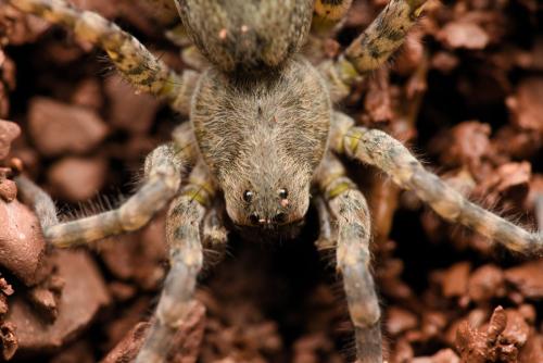 Arctosa (cinerea-similis)