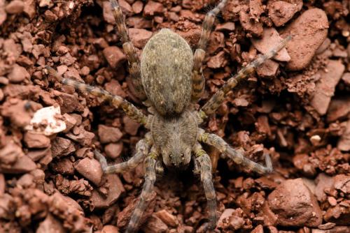 Arctosa (cinerea-similis)