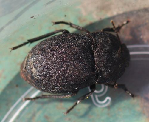 Asida jurinei