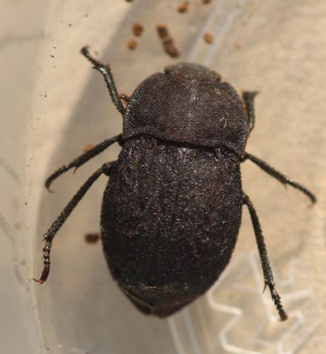 Asida jurinei