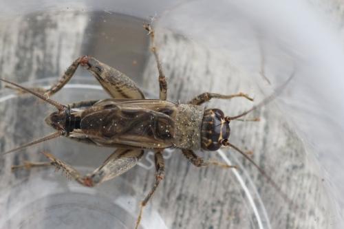 Eumodicogryllus bordigalensis bordigalensis