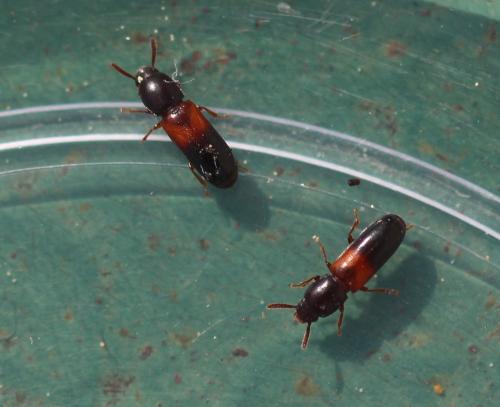 Corticeus fasciatus