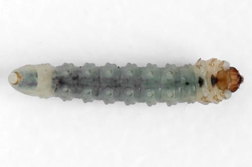 Metallus pumilus