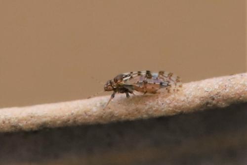 Agonoscena cisti
