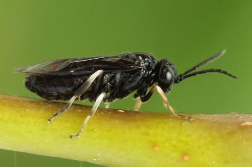 Caliroa annulipes