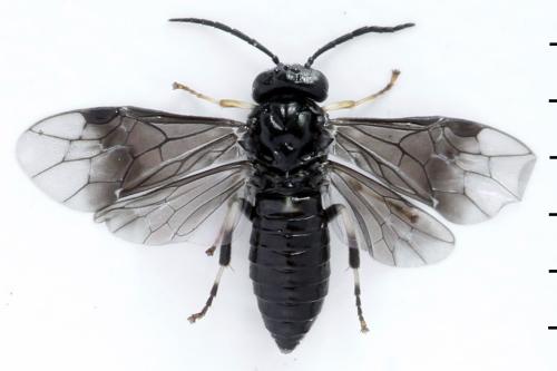 Caliroa annulipes